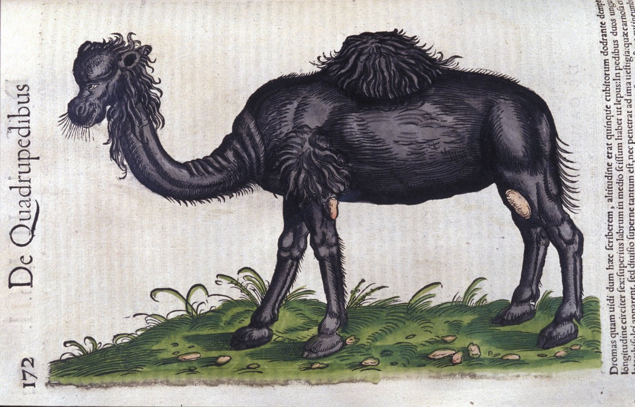 Il cammello da Historiae animalium di Konrad Gesner, Tiguri da Unknown artist