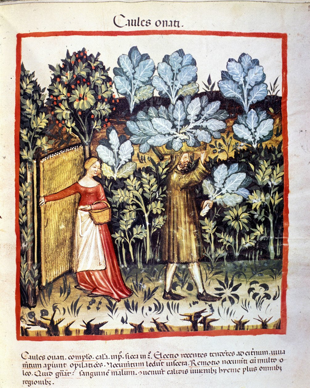 Raccolta di cavolfiori in un orto. Miniatura dal 