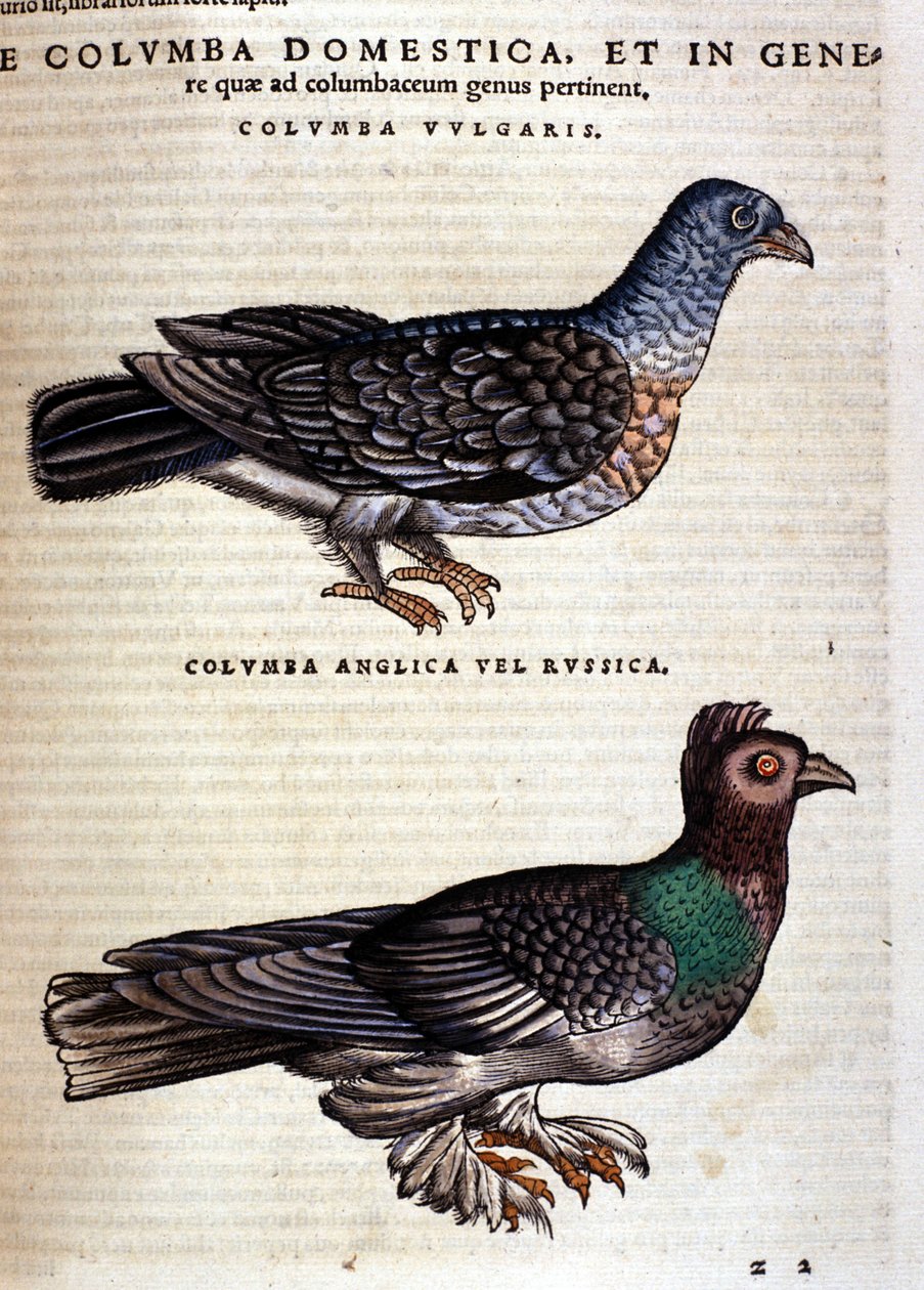 La colomba dopo la Historia Animalium di Conrad Gesner, Tiguri 1560. Biblioteca nazionale Braidense. Milano da Unknown artist