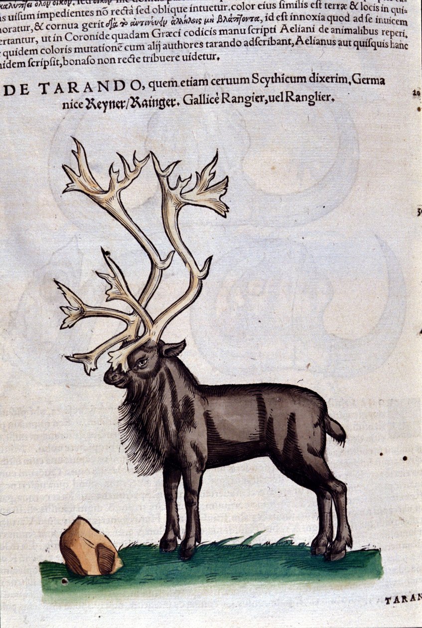 La renna dopo Historiae animalium di Konrad Gesner, Tiguri da Unknown artist