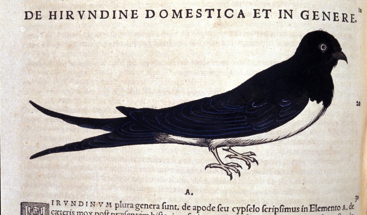 La rondine da Historiae animalium di Konrad Gesner, Tiguri da Unknown artist