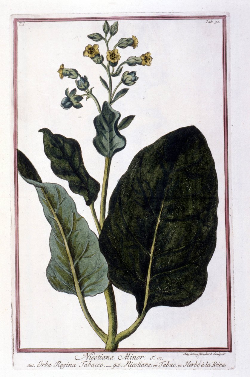 Pianta di tabacco (Nicotiana Minor). Tavola botanica da un erbario del XVIII secolo da Unknown artist