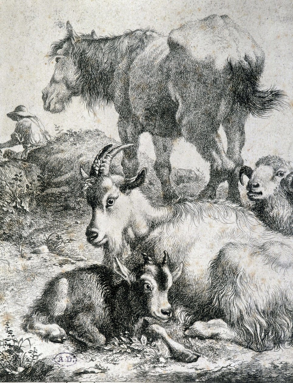 Cavallo da tiro, capra, capra e ariete - incisione da Unknown artist