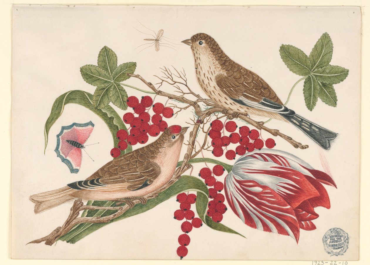 Due Uccelli Marroni su un Ramo con Tulipano, Bacche e Insetti da Unknown artist