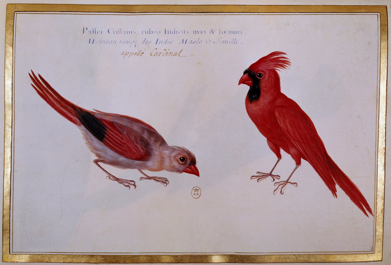 Due uccelli cardinali, passero rosso delle Indie. Tavola ornitologica del XVIII secolo da Unknown artist