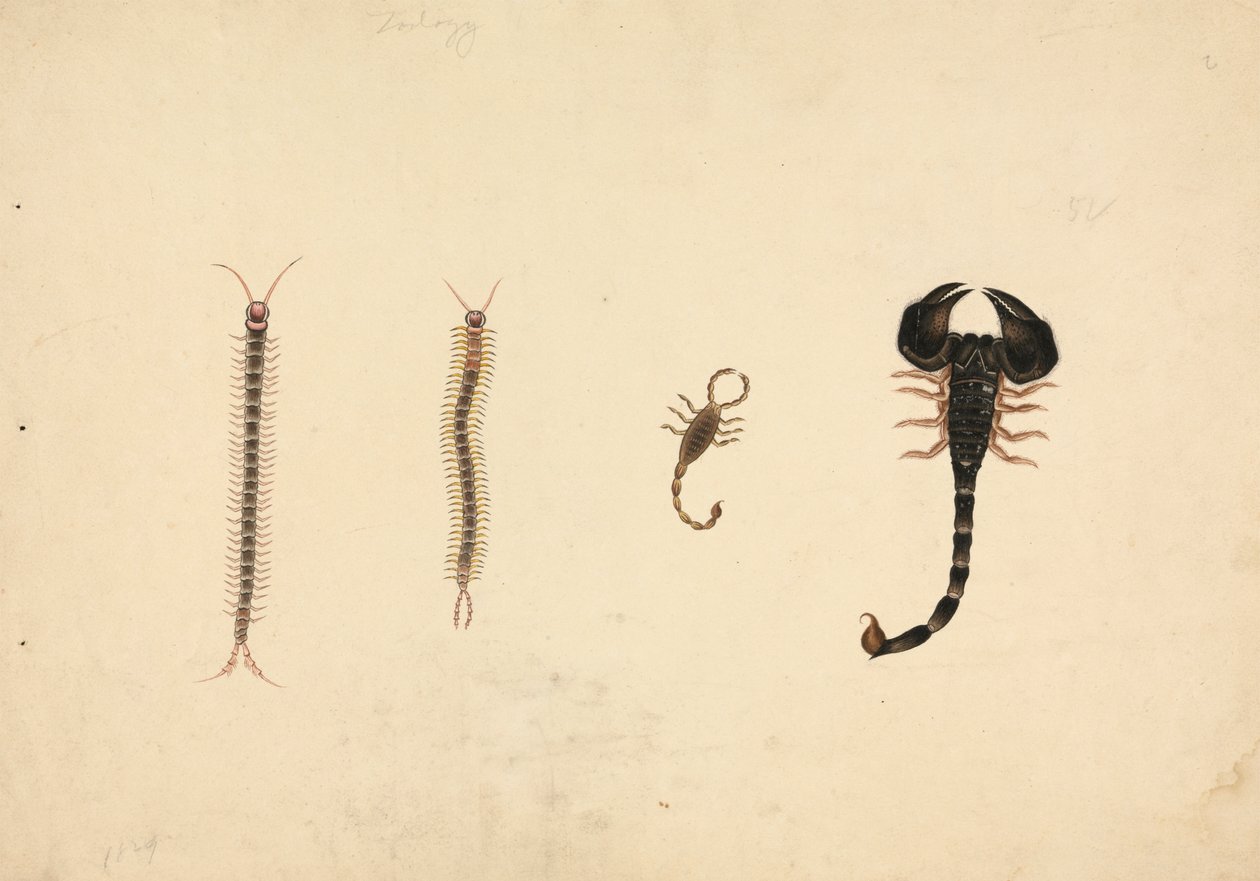 Due Scorpioni e Due Centopiedi da Unknown artist