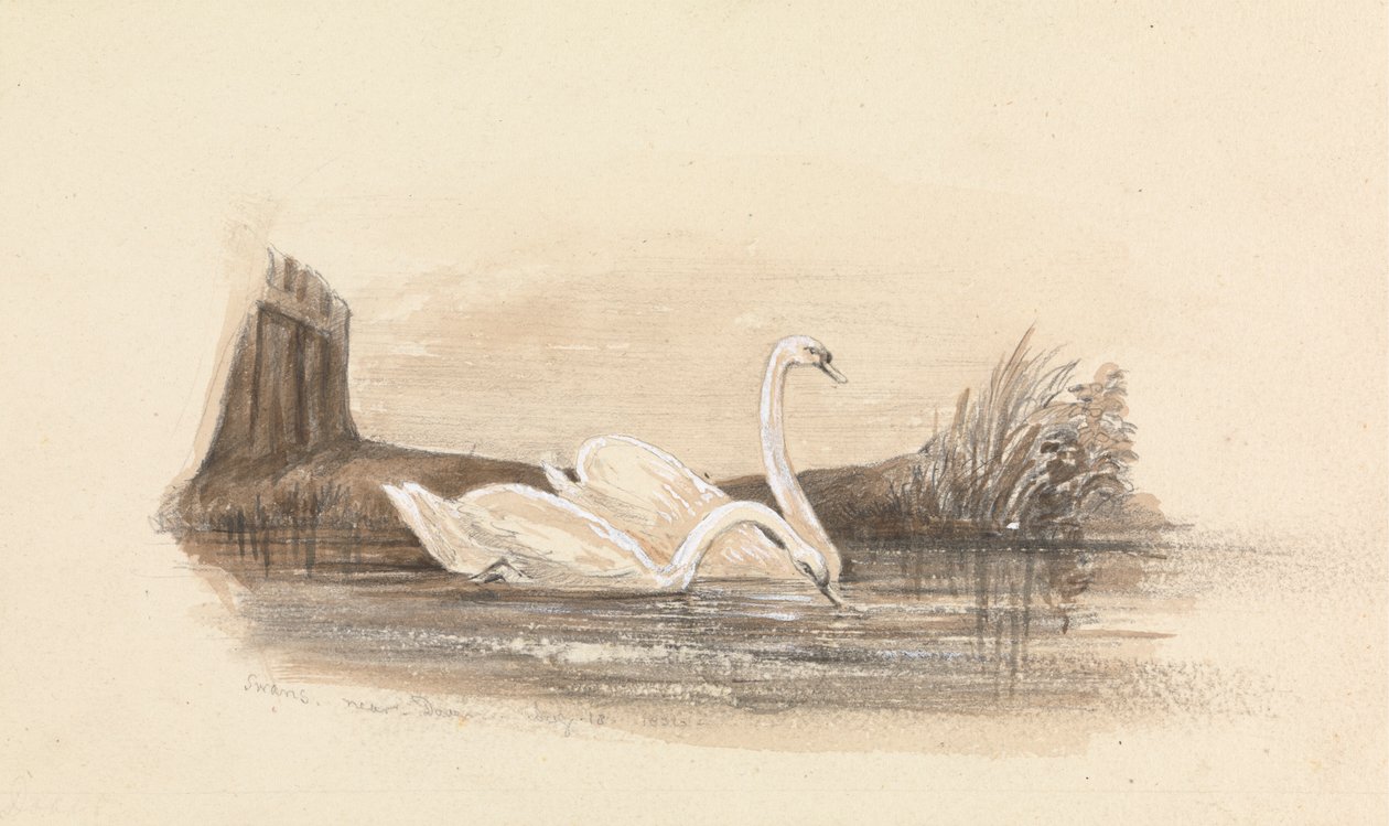 Due cigni su un lago da Unknown artist