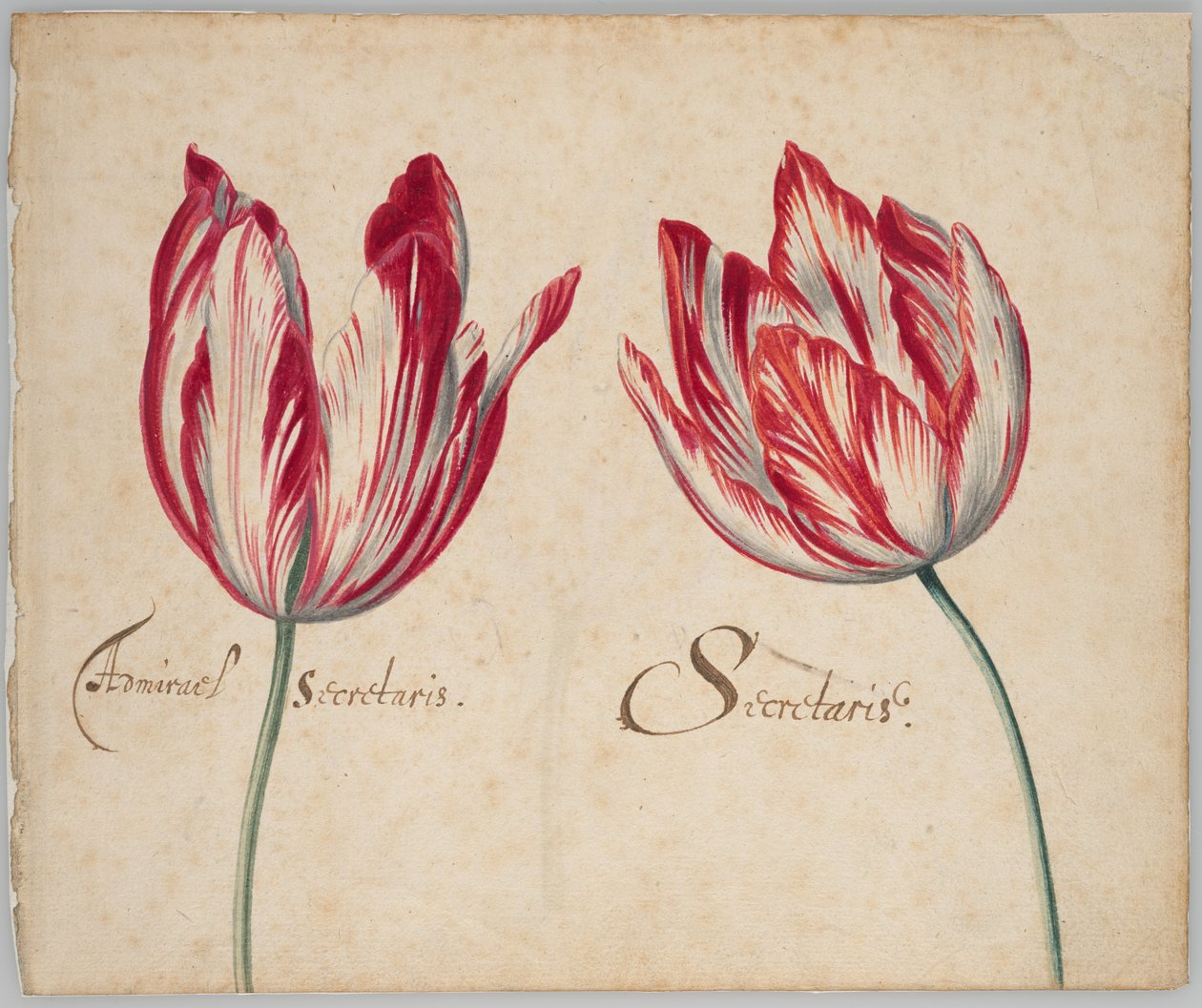 Due tulipani (recto); un tulipano (verso) da Unknown artist