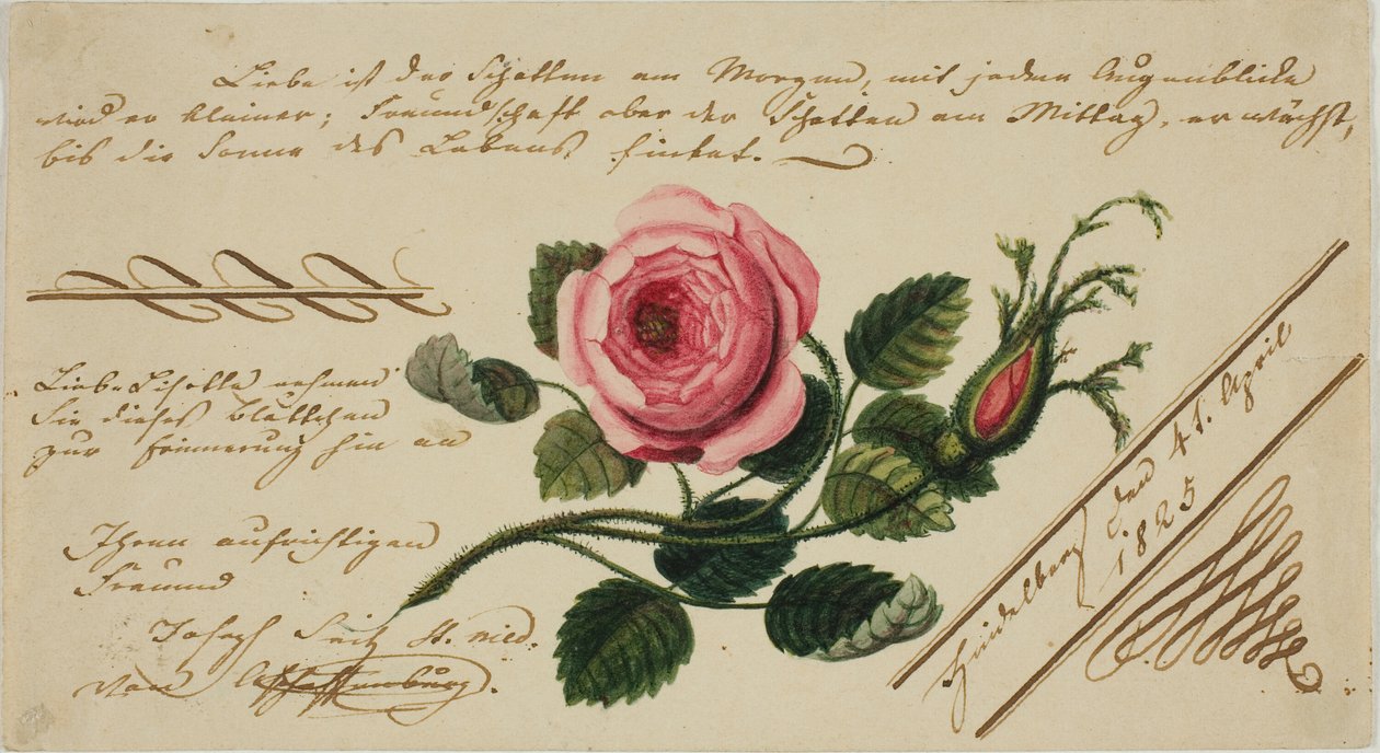 Senza titolo (Fiore rosa) da Unknown artist
