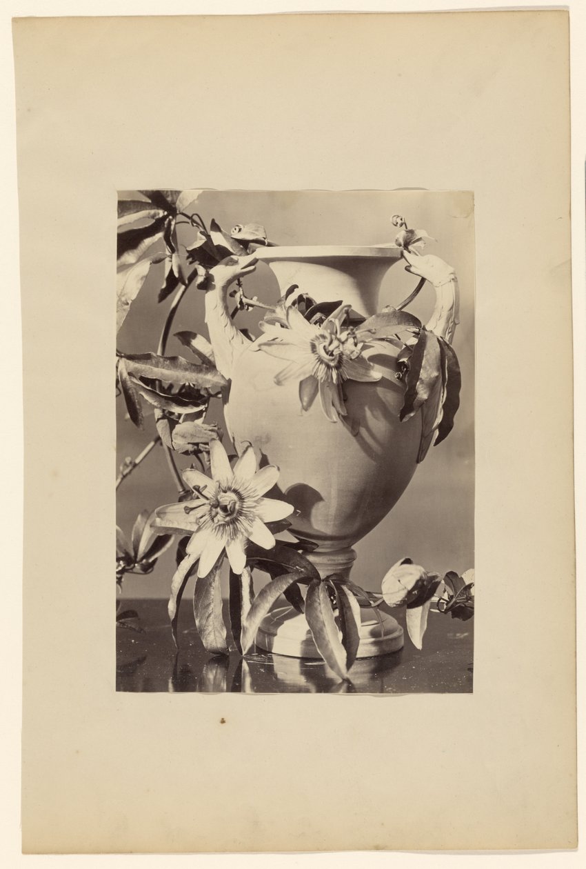 [Vaso con fiori della passione] da Unknown artist