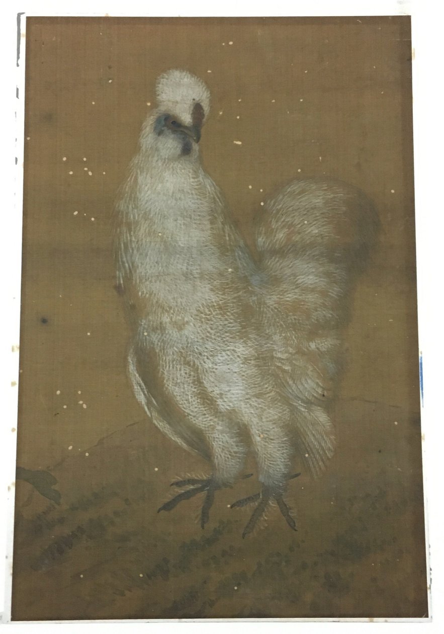 Gallo bianco da Unknown artist