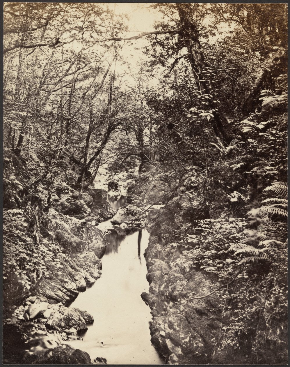 [Paesaggio boscoso con ruscello] da Unknown artist