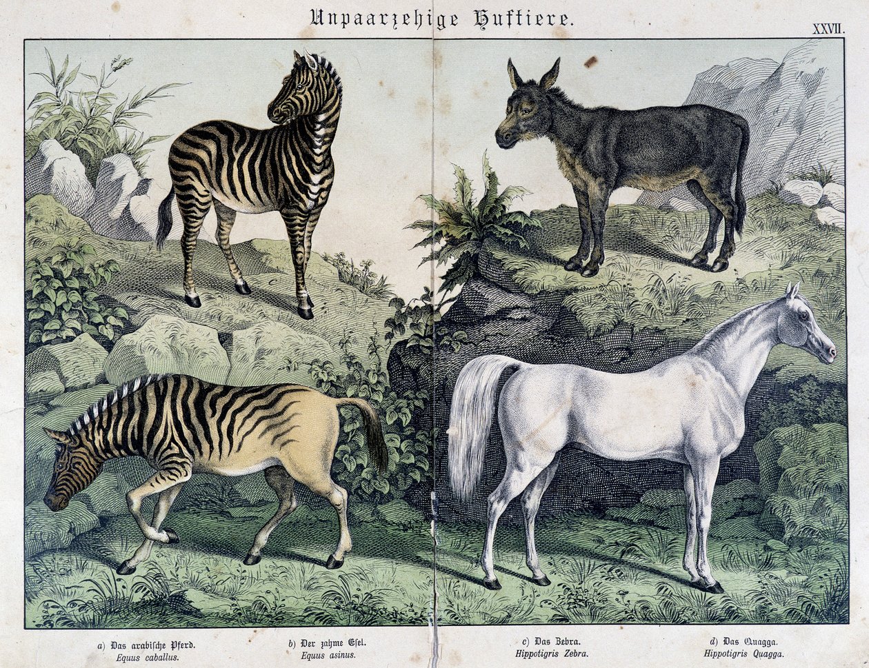 Zebre, asino e cavallo - in "Histoires naturelles des mammifères", ed. Schreiber da Unknown artist