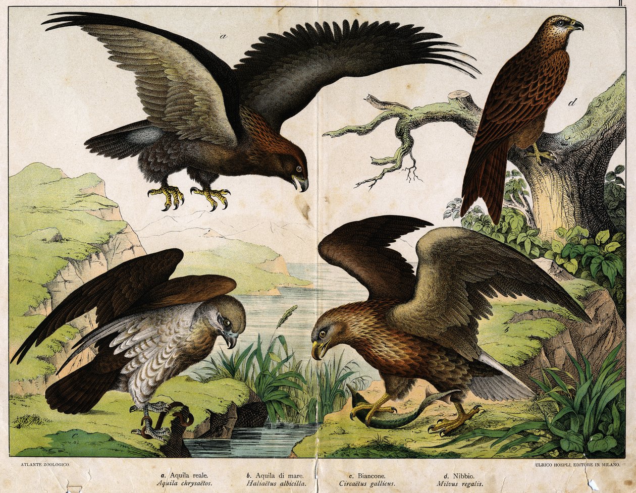 a: Aquila reale (Aquila chrysaëtos), b: Aquila di mare (Haliaëtus albicilla), c: Circaete, Giovanni il Bianco (Circaëtus gallicus), d: Nibbio (Milvus regalis) - in 