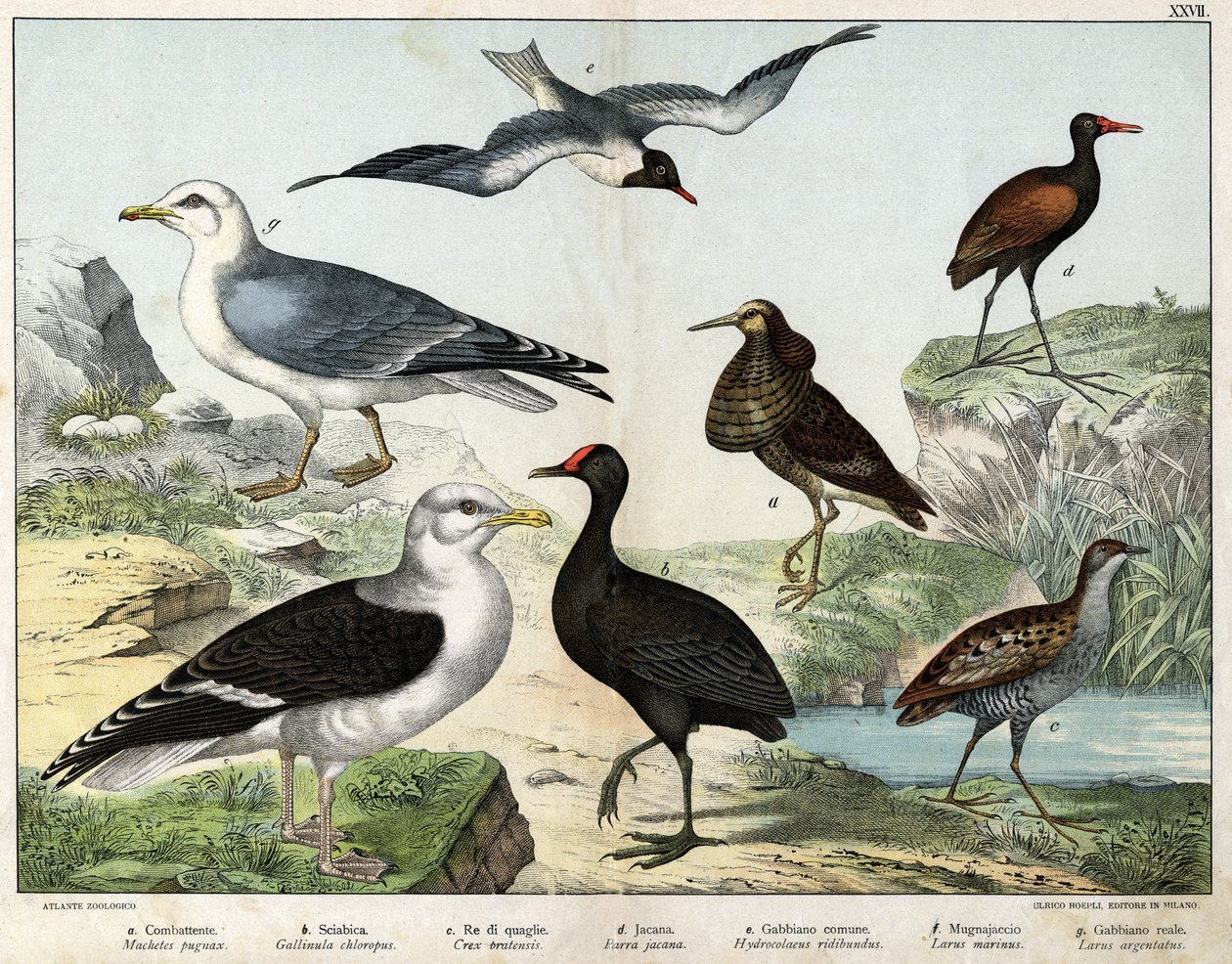a: Il combattente (Machetes pugnax), b: Gallinella d