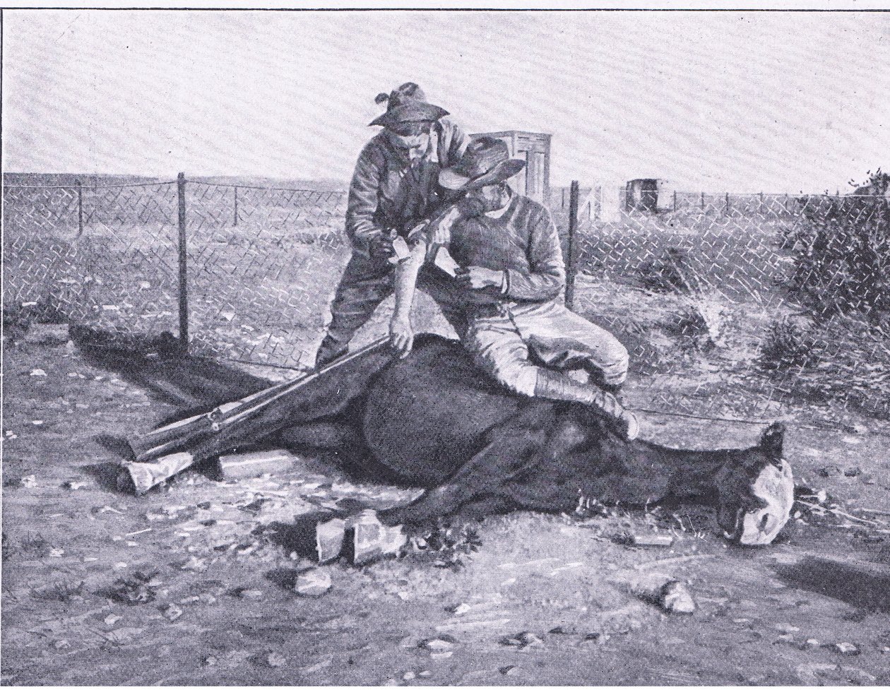 Una fuga stretta. Uno scout ferito che ha avuto il suo cavallo abbattuto, da Dopo Pretoria: La guerra di guerriglia pubblicata da Harmsworth Bros Limited da Unknown photographer