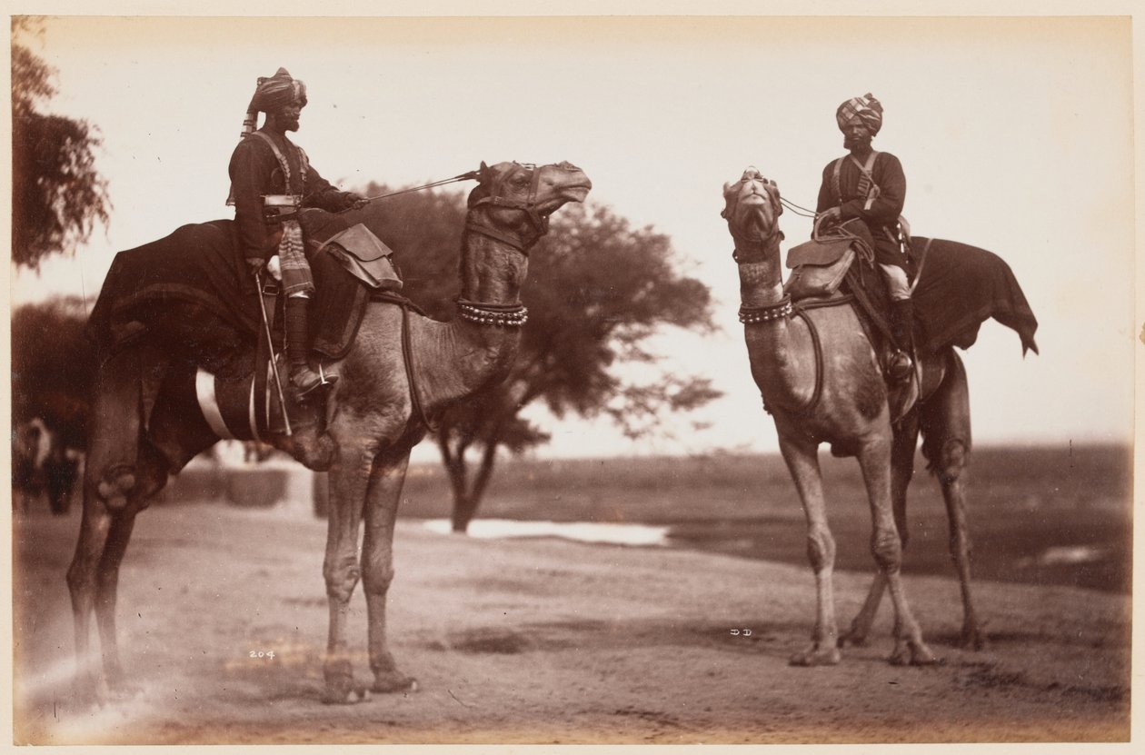 Camel Sowars al Campo di Esercizio di Delhi da Unknown photographer