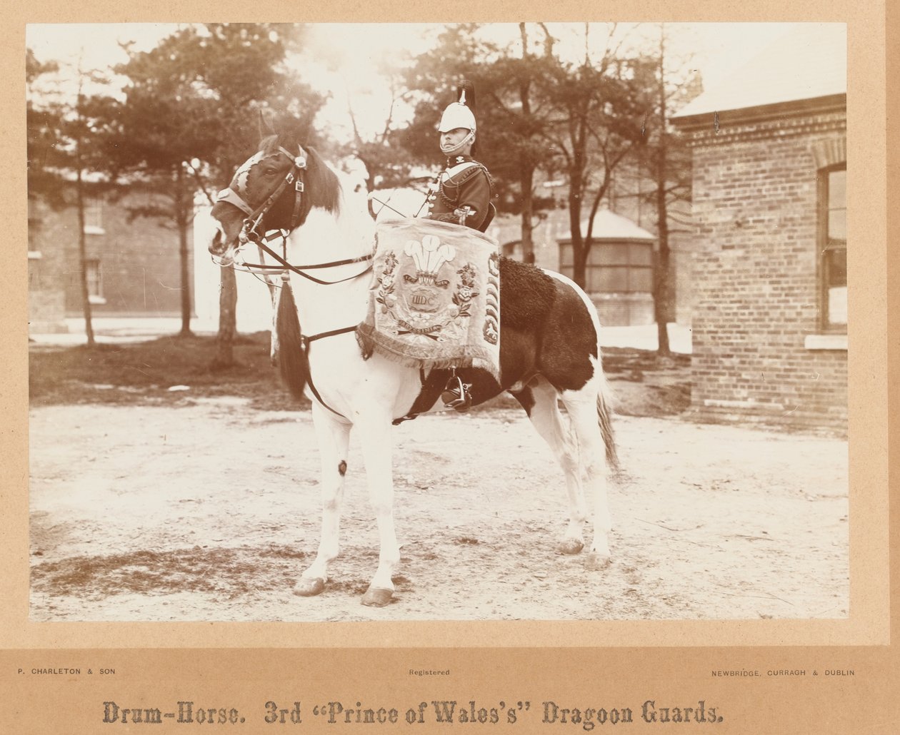 Cavallo Tamburo, 3° Dragoni del Principe di Galles, c.1895 da Unknown photographer