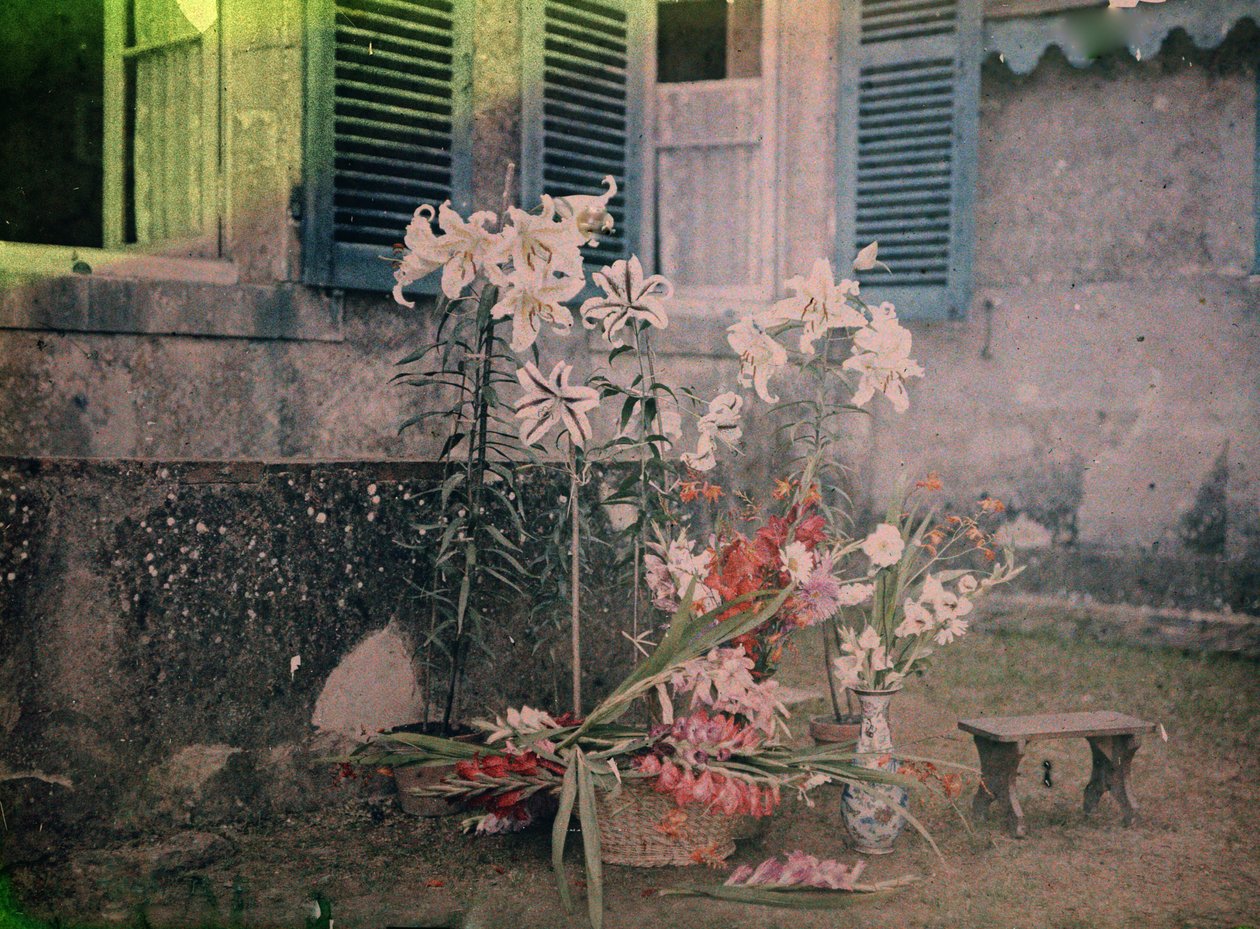 Storia della fotografia: Composizione floreale da Unknown photographer