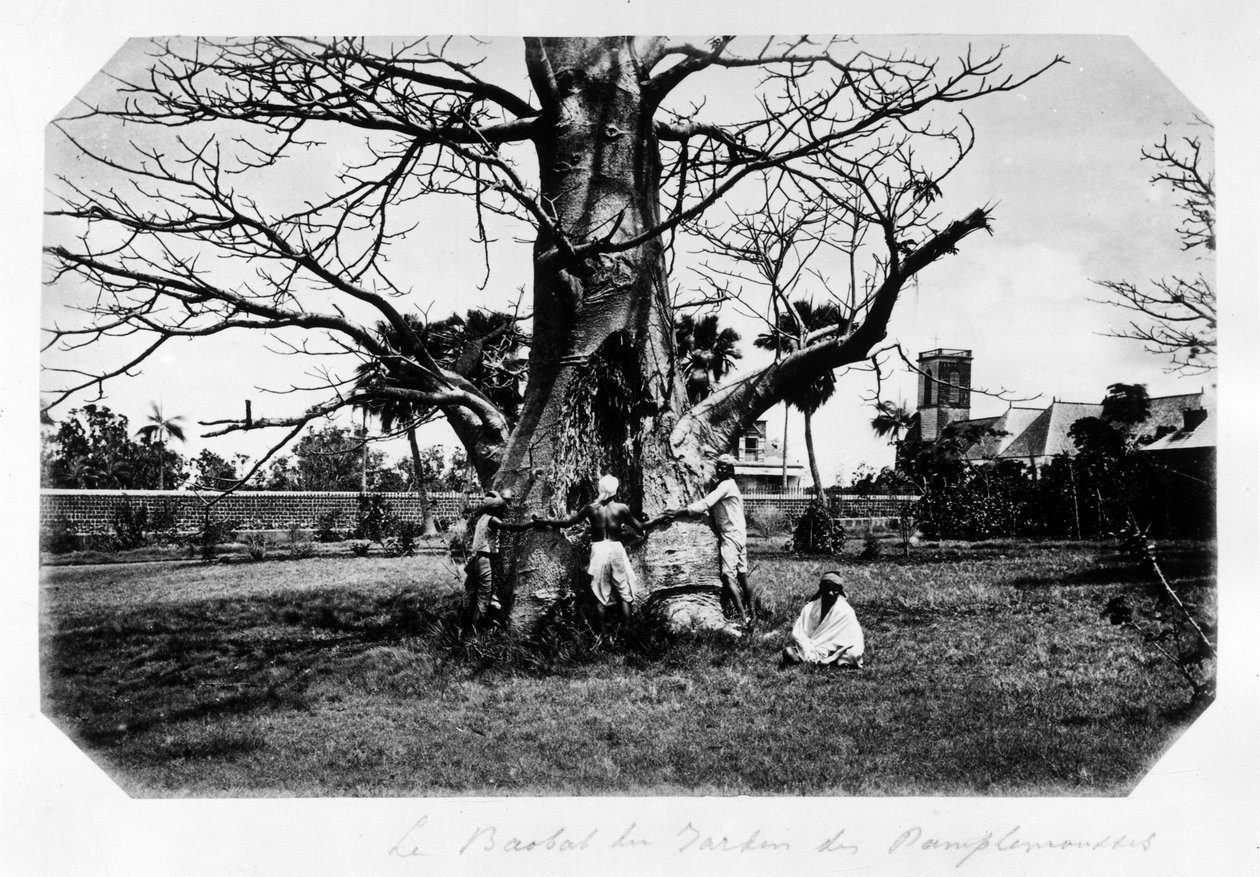 Il baobab del giardino dei pompelmi, Isola Mauritius - in "Ricordo dell
