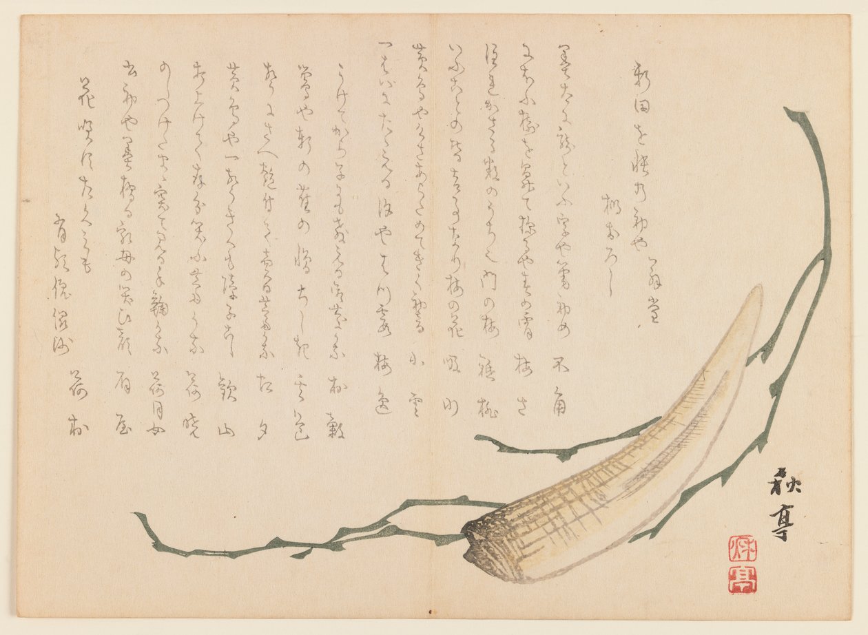 Alghe e Molluschi da Uragami Gyokudo