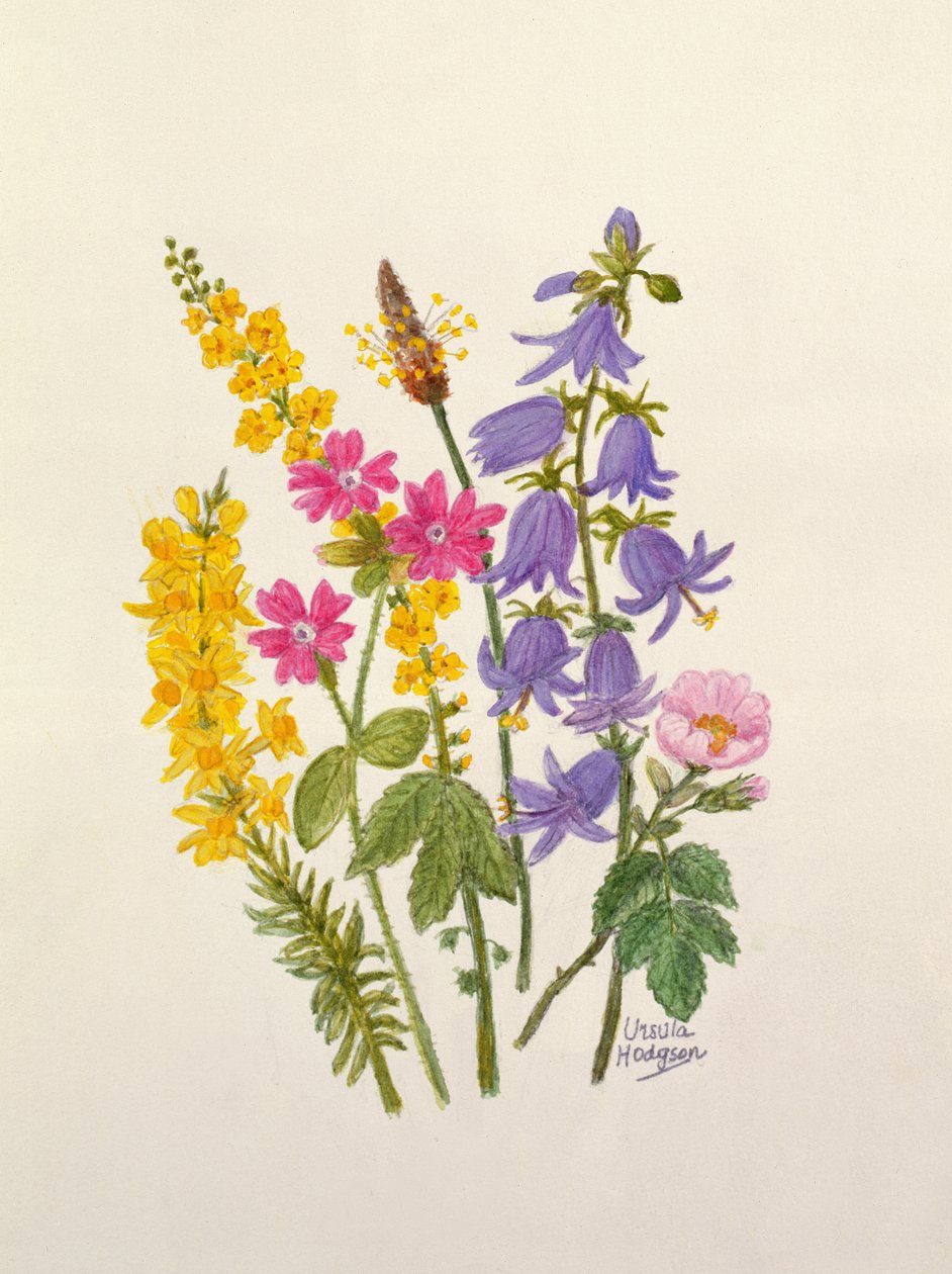 Campanule, ginestra, erba di San Roberto e altri fiori selvatici da Ursula Hodgson