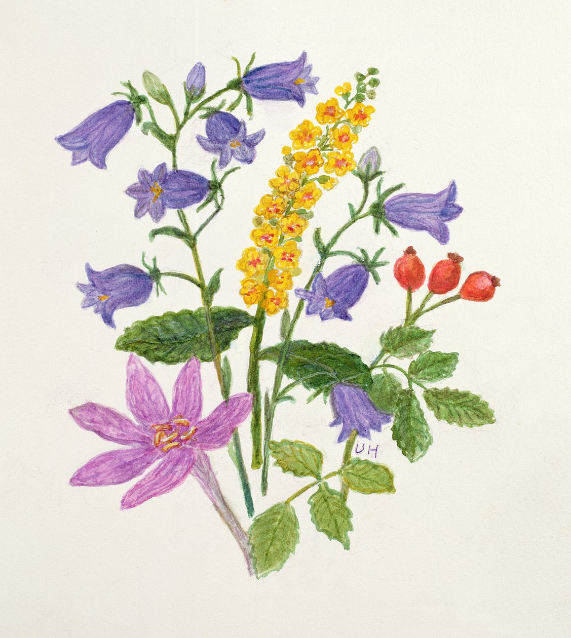 Campanule e altri fiori selvatici da Ursula Hodgson