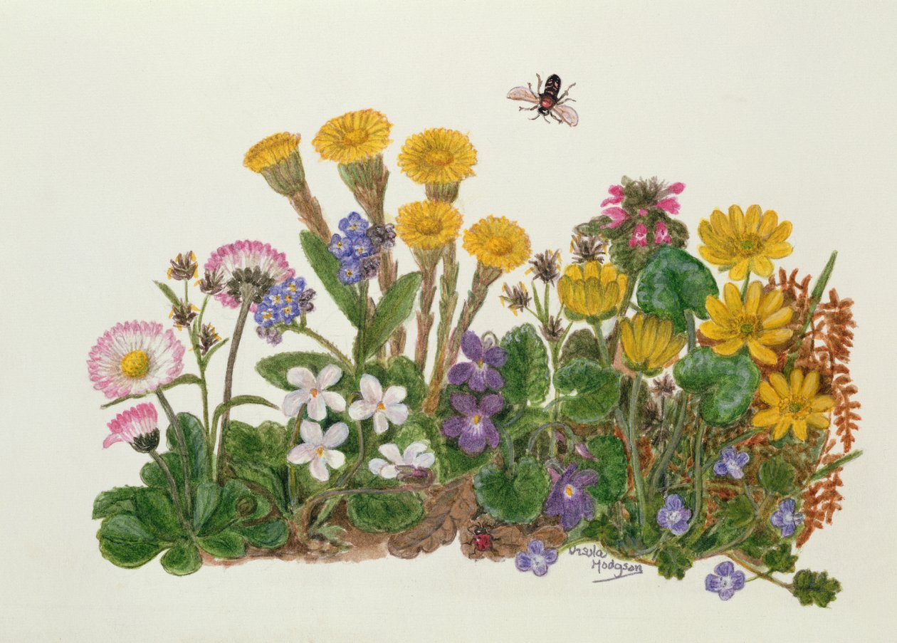 Viole Bianche e Viola, Margherita, Celandina e Non-ti-scordar-di-me da Ursula Hodgson