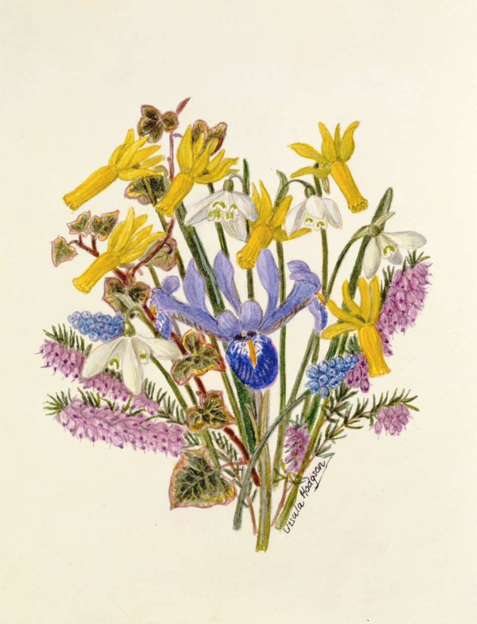 Bucaneve, Narciso Cyclamineus, Iris Reticulata e Giacinto d