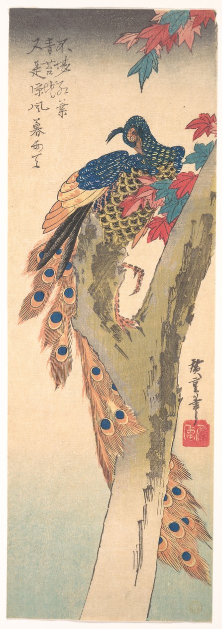 Un pavone appollaiato su un acero da Utagawa Hiroshige