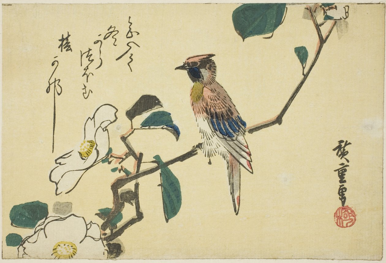 Oriolo dal collare nero su ramo di camelia da Utagawa Hiroshige