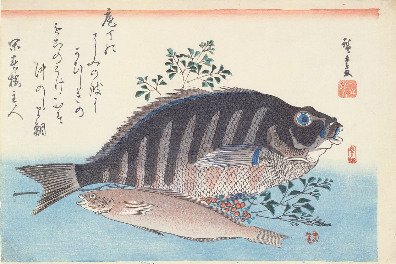Shimadai e Ainame, dalla serie 