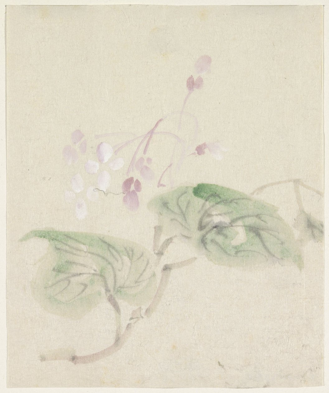 Glicine rosa da Utagawa Kuniyoshi