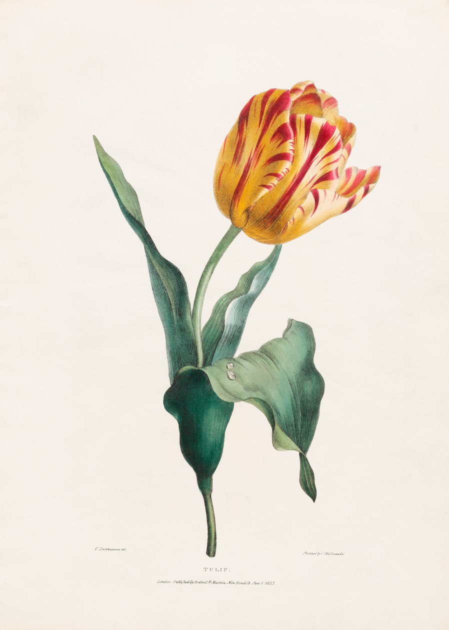 Antica stampa di tulipani da Valentine Bartholomew