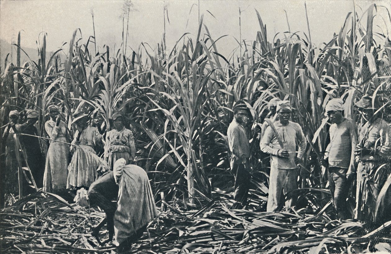 Una piantagione di canna da zucchero, 1916 da Valentine and Sons Ltd