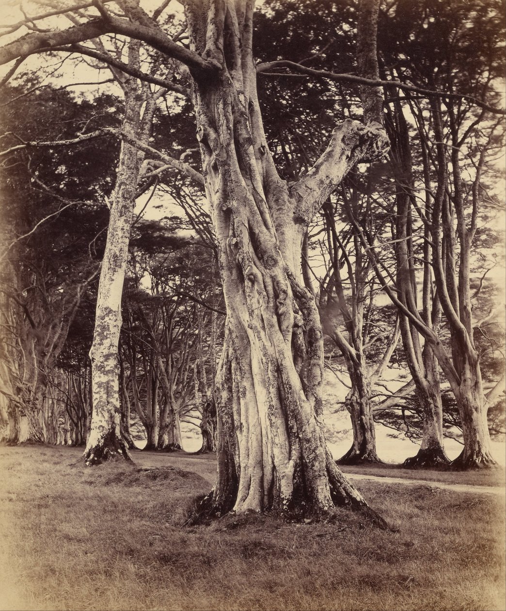 Faggi, Inveraray da Vernon Heath