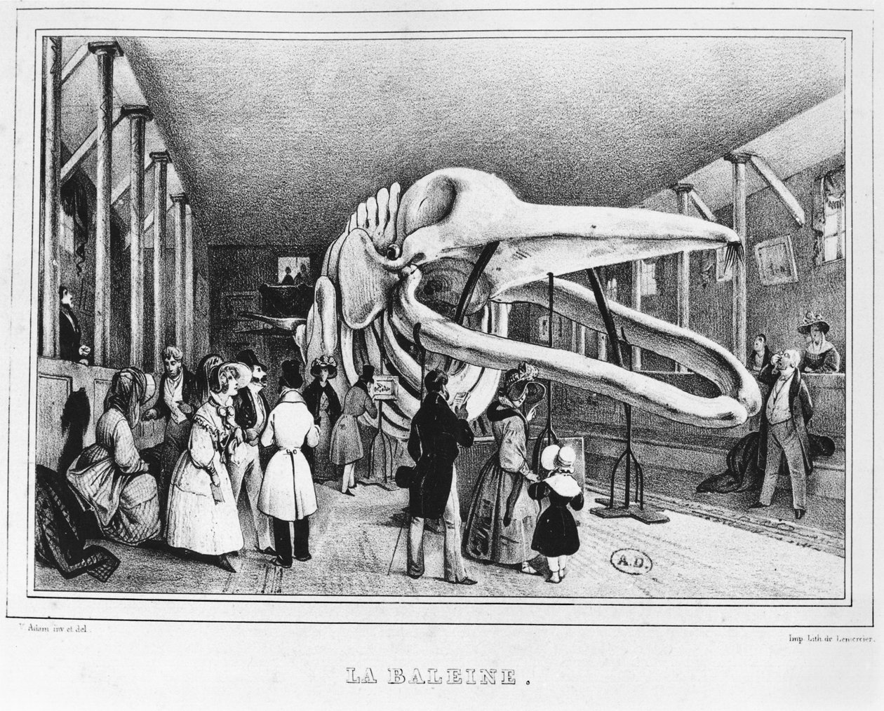 La Balena al Museo di Storia Naturale di Parigi, c.1840 da Victor Adam