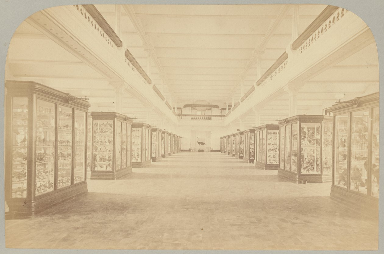 Pl. III. Storia principale: Uccelli da Victor Prevost, Gaston L. Feuardent and Co., New York