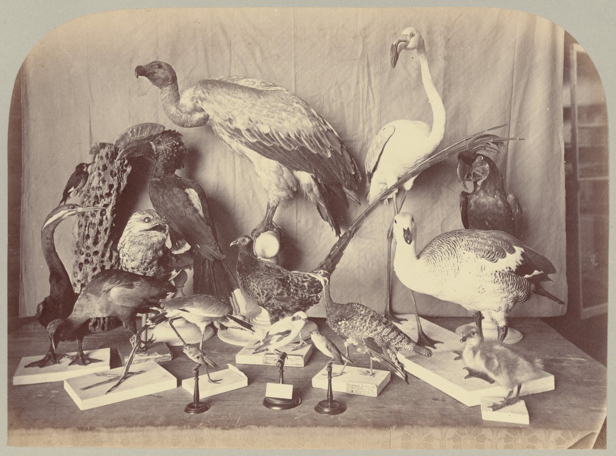 Pl. XIII. Uccelli da Victor Prevost, Gaston L. Feuardent and Co., New York