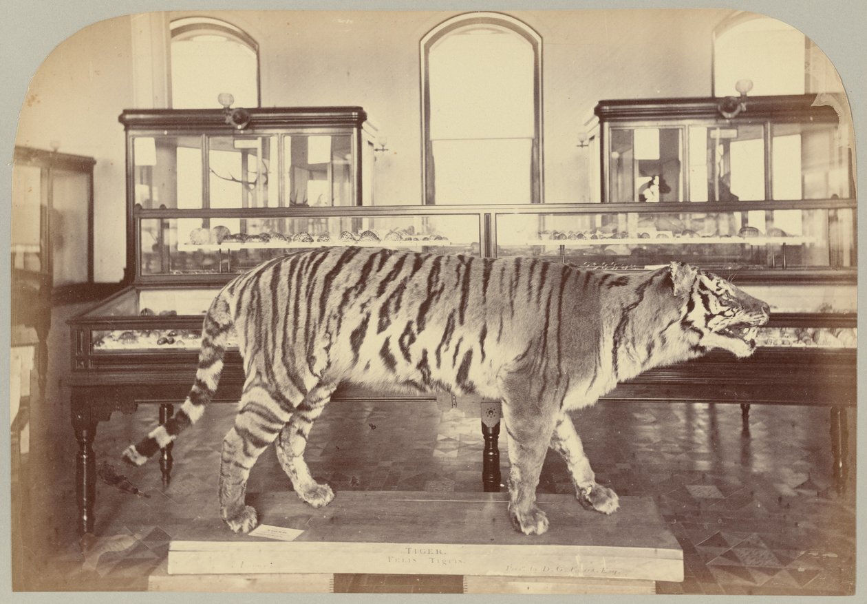 Pl. XI. Tigre del Bengala da Victor Prevost, Gaston L. Feuardent and Co., New York