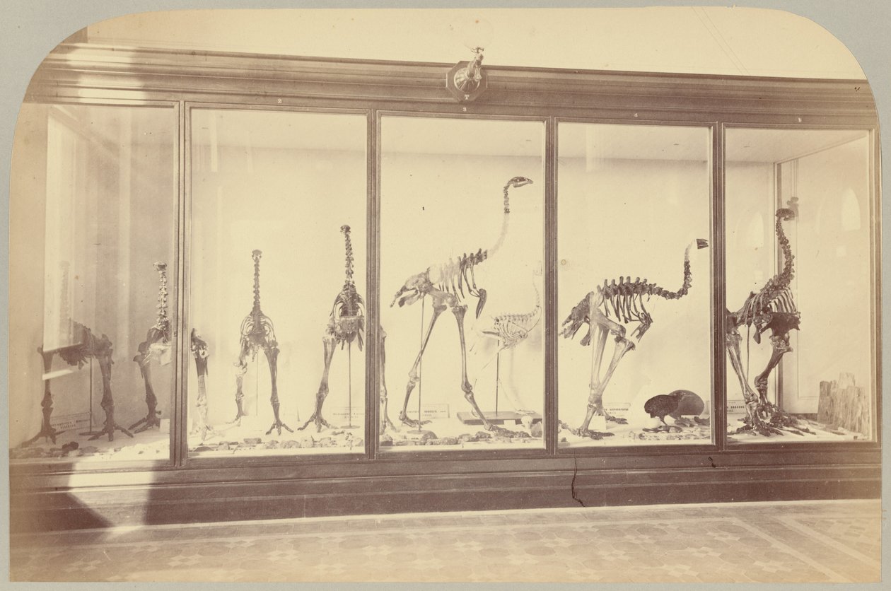 Uccelli fossili: Nuova Zelanda da Victor Prevost, Gaston L. Feuardent and Co., New York