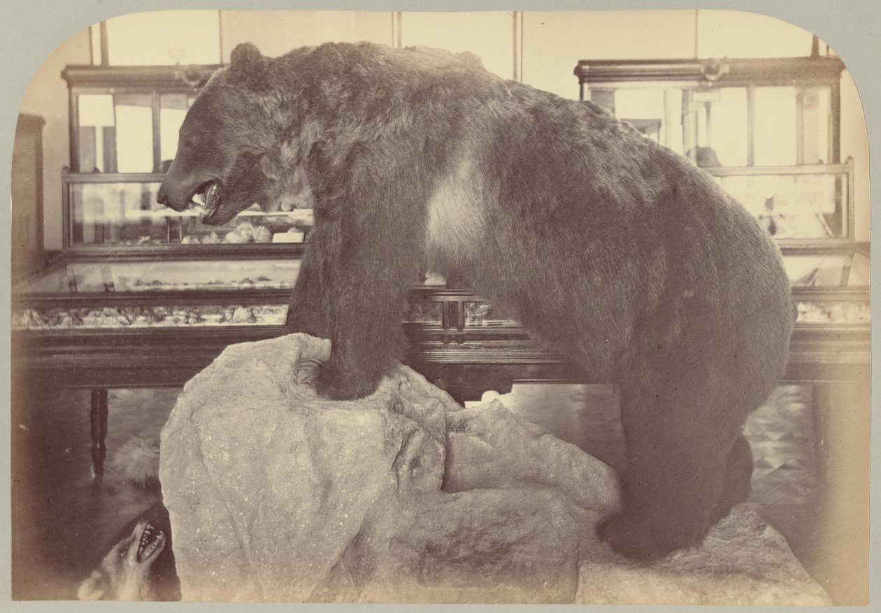 Pl. X. Orso Grizzly da Victor Prevost, Gaston L. Feuardent and Co., New York