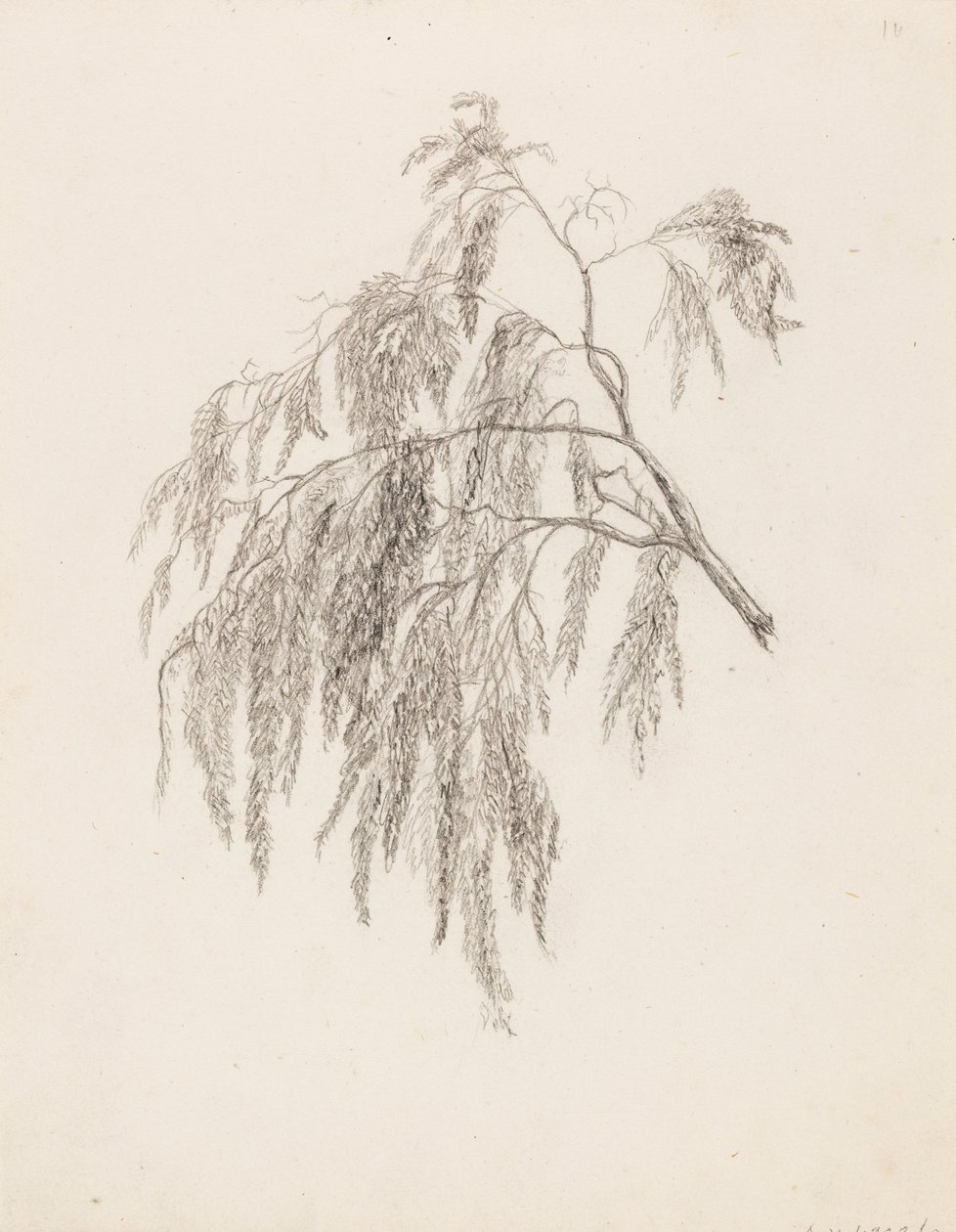 Branch da Victoria Åberg