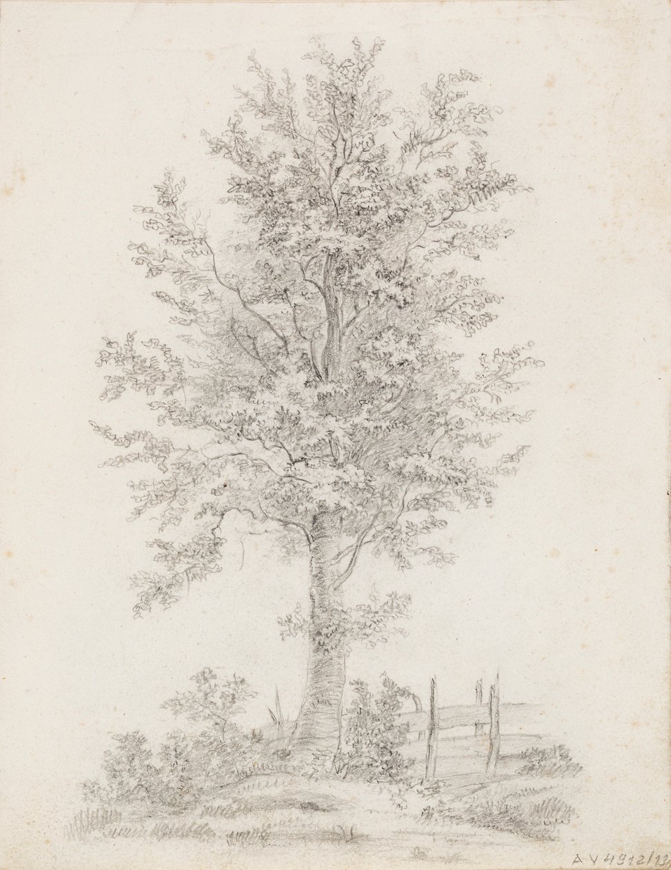 Albero a foglia larga da Victoria Åberg