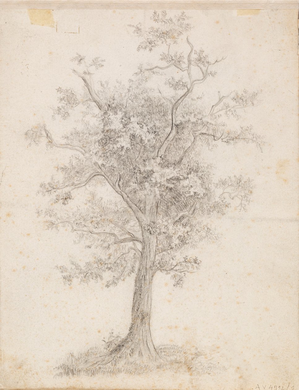 Albero a foglia larga da Victoria Åberg