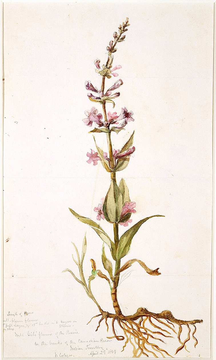 Fiore selvatico di Gili della prateria sulle rive del fiume Canadian, Territorio indiano, 1869 da Vincent Colyer
