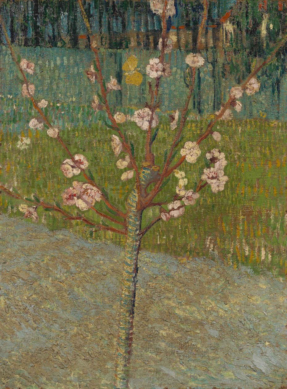 Mandorlo in fiore da Vincent van Gogh