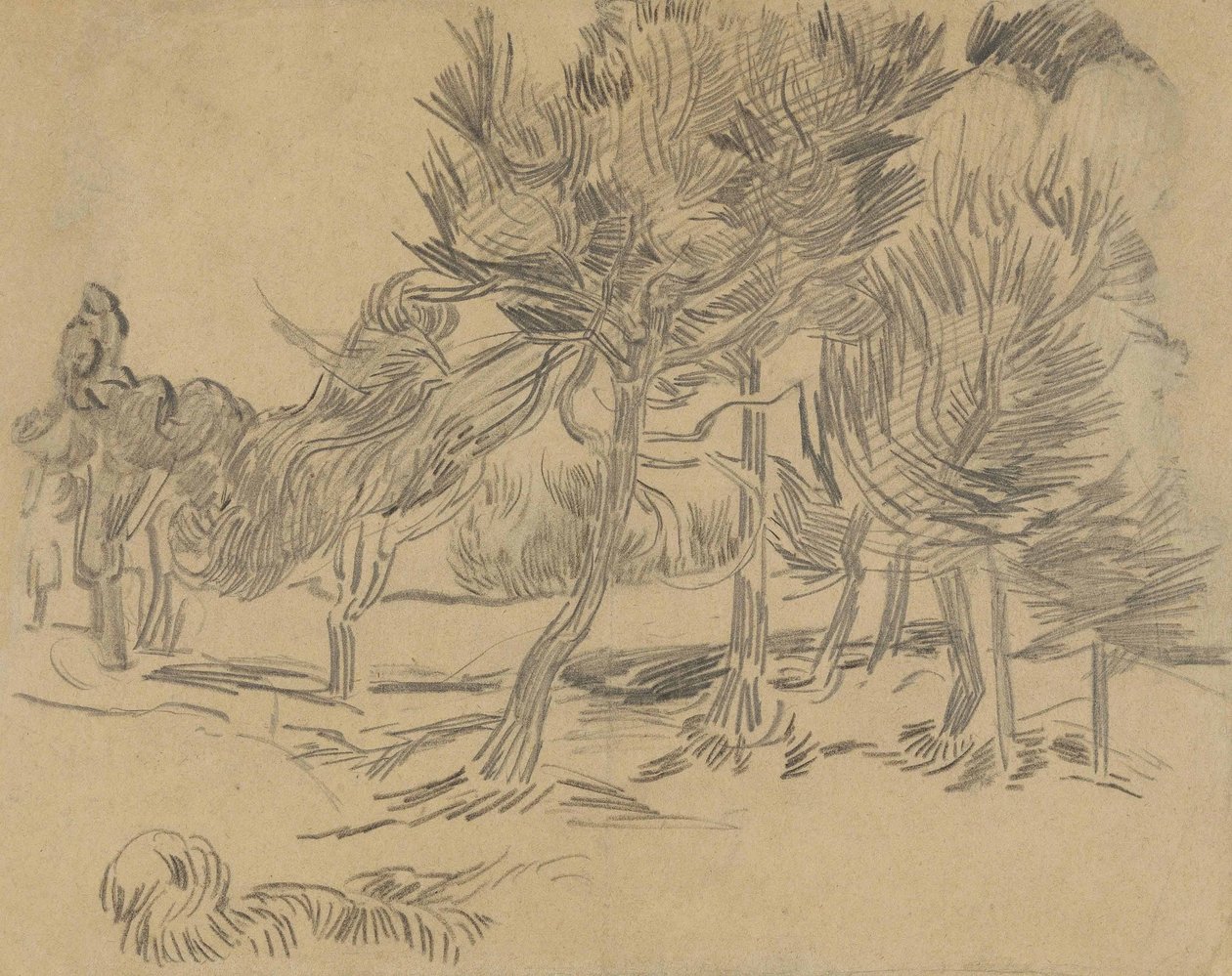 Un gruppo di pini da Vincent van Gogh