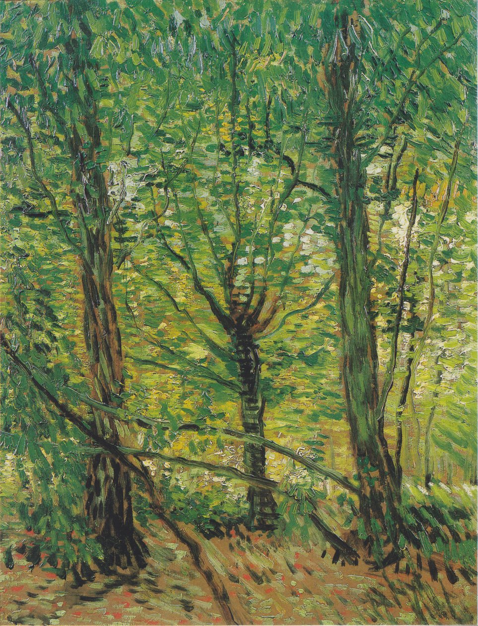 Alberi e sottobosco da Vincent van Gogh