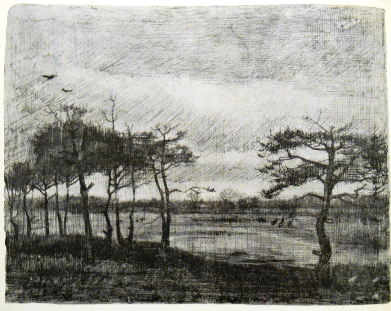 Abeti vicino a una palude da Vincent van Gogh
